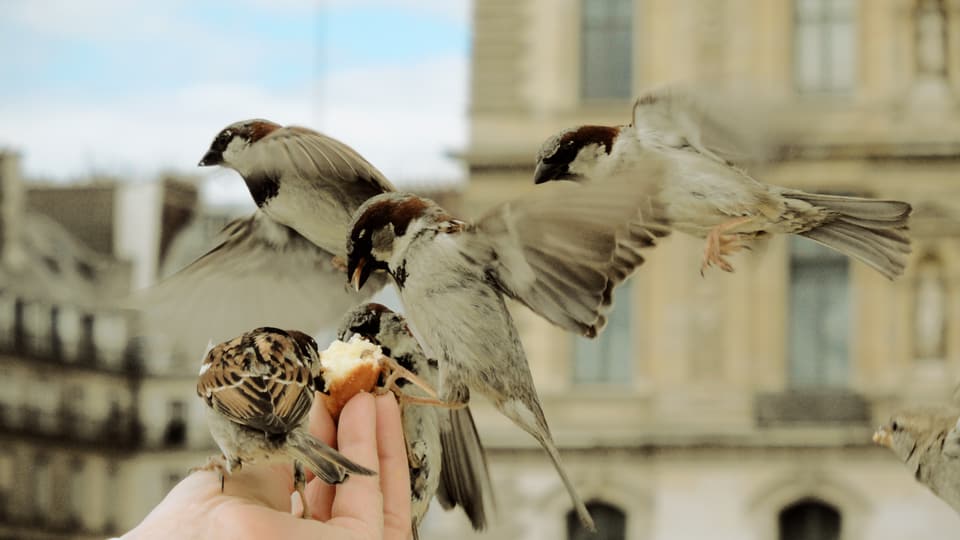 Drei Spatzen im Landeandflug auf eine Hand mit einem Stück Brot, wo bereits ein Spatz frisst. Im Hintergrund ist eine Hausfassade zu sehen.