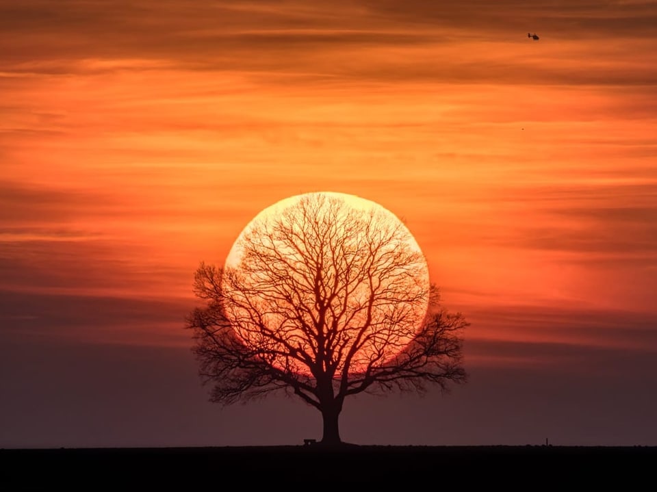 Baum ohne Blätter im Vordergrund, dahinter geht die Scheibe der Sonne an orange bis rotem Himmel unter. 