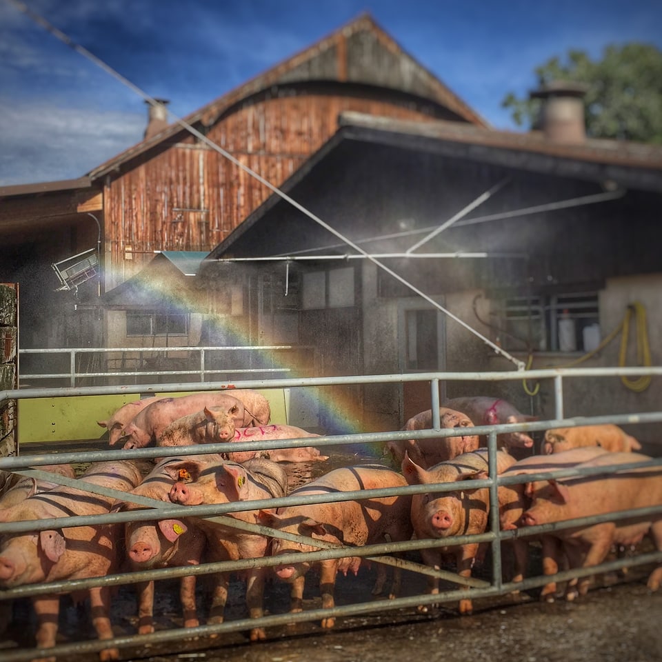 Schweine mit Regenbogen.