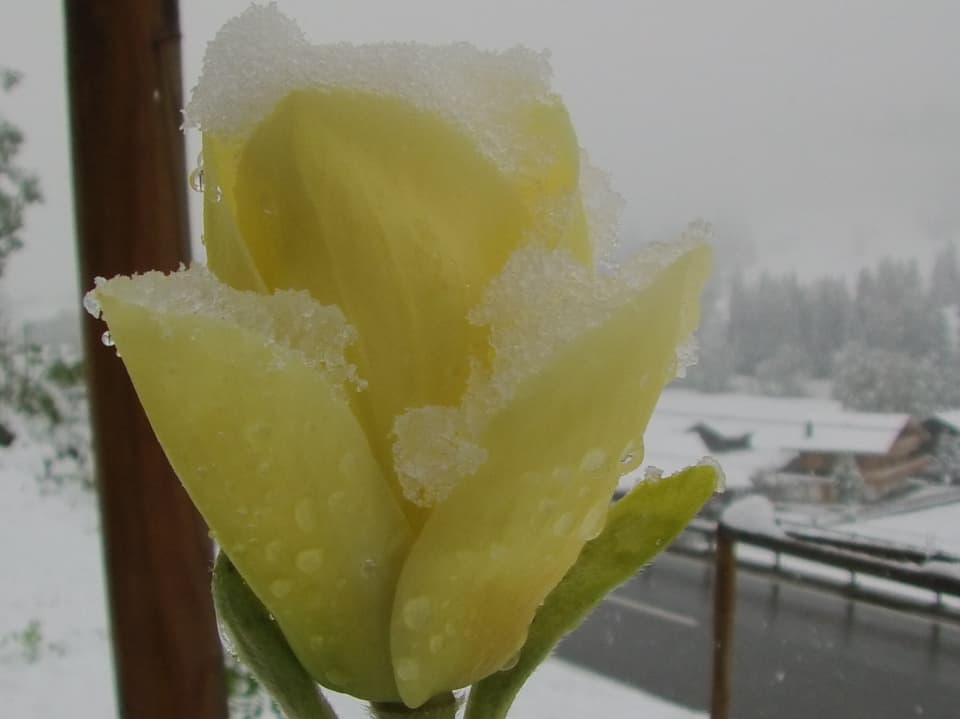 Eine Magnolie mit Schnee.