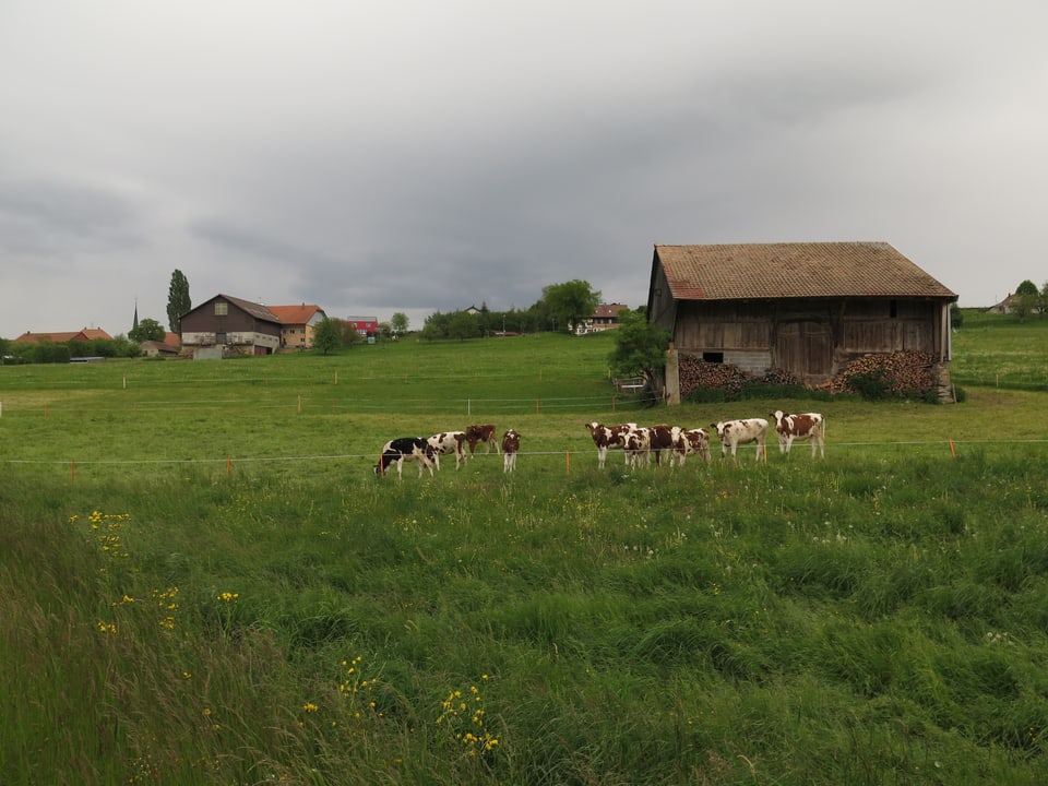 Kühe auf dem Feld, im Hintergrund ein Hof.