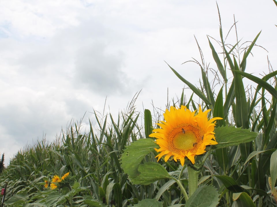 Sonneblume in enem grossen Feld.