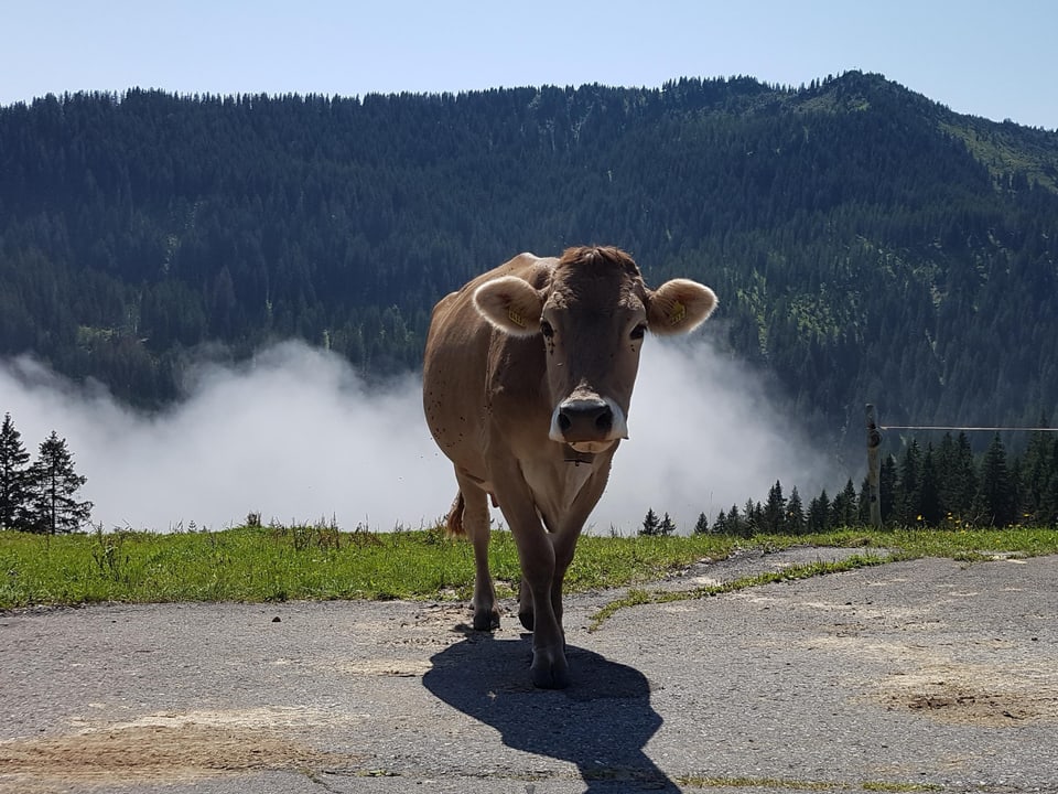 Ein Kuh und Nebelfetzen.