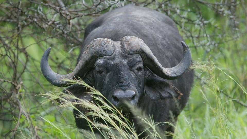 Ein schwarzer Wasserbüffel steht auf einer Weide