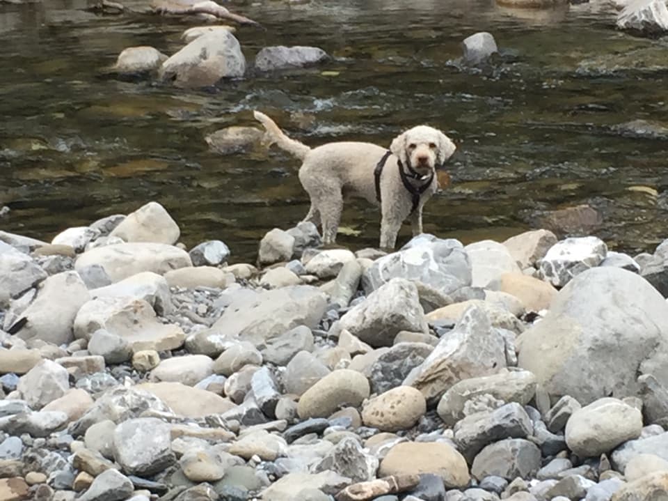 Weisser Hund steht in einem Fluss.