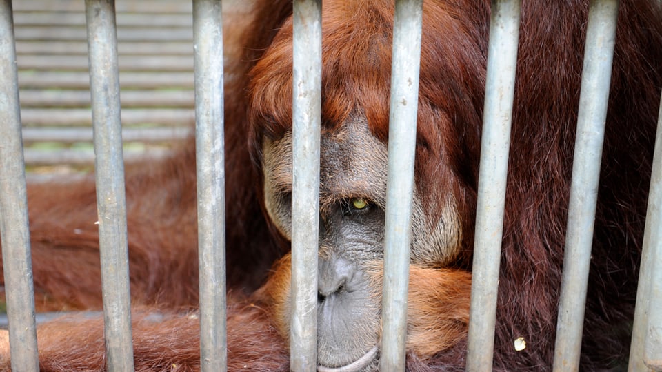 Das blinde Orang-Utan-Männchen Leuser hinter Gittern.