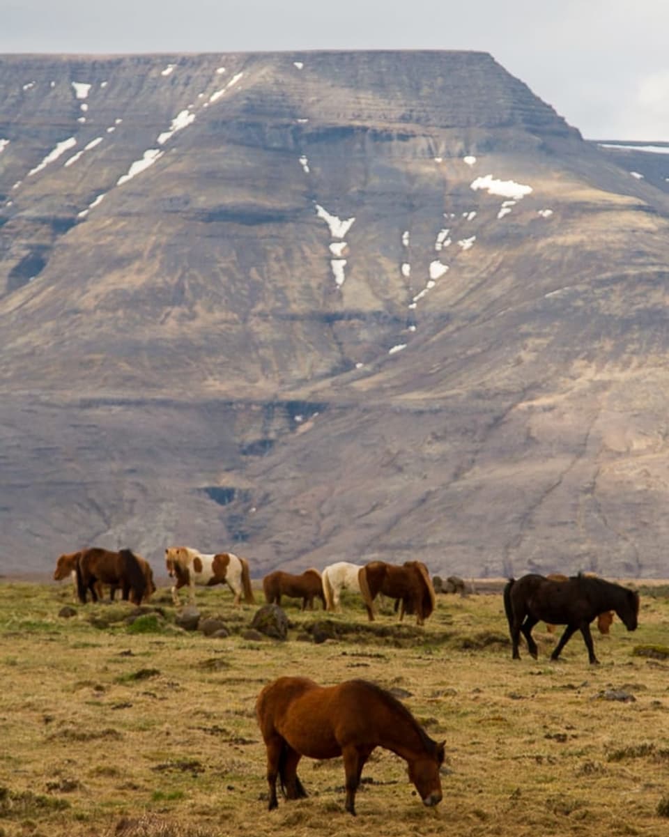 Eine Herde von Island-Ponys weidet am Fusse eines Berges.