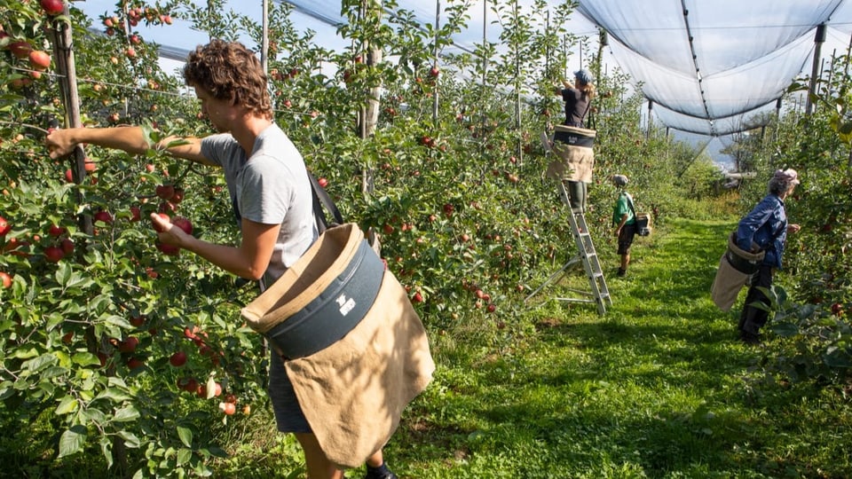 Apfelbäume in einer Riehe, vier Menschen pflücken Äpfel, tragen braune Taschen.