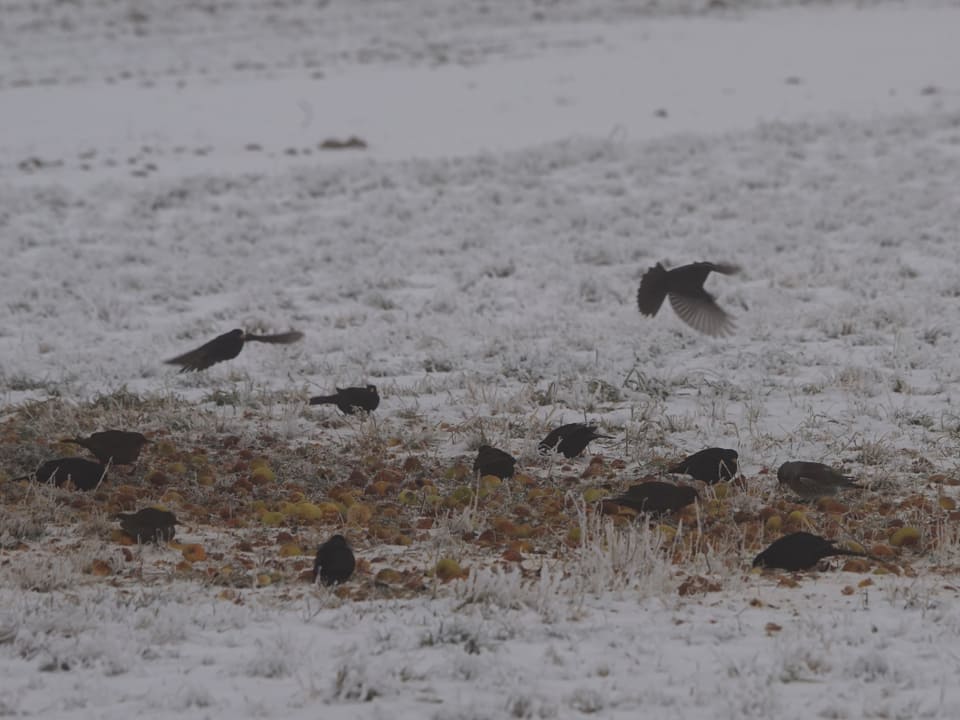 Ein mit Schnee bedecktes Feld. Äpfel liegen im Feld. Für die 13 Vögel ein willkommenes Futter.