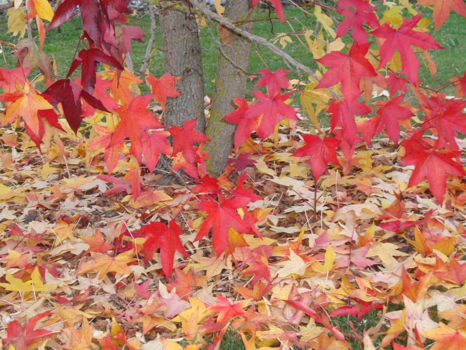 An einem Baum hängen grosse Blätter in roter Farbe. Der Grasboden darunter ist übersät mit gelben Blättern.