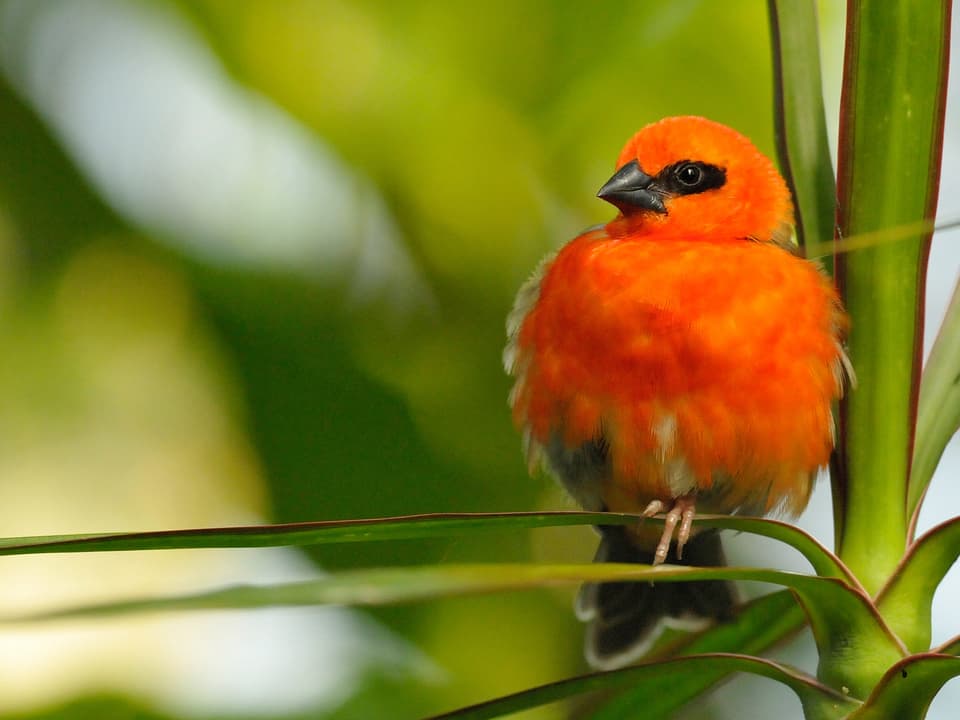 Beim Madagaskar-Webervogel sind die Männchen während der Paarungszeit wunderbar rot gefärbt. 