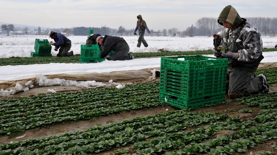Ein Feldarbeiter erntet knieend Ernte Nüssli-Salat