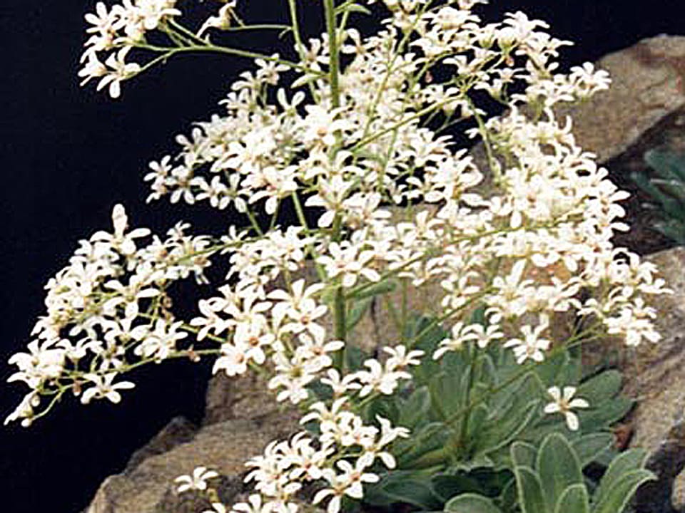 Eine Pflanze der Art Strauss-Steinbrech mit hohen Trieben und vielen Blüten auf felsigem Grund im Gebirge.