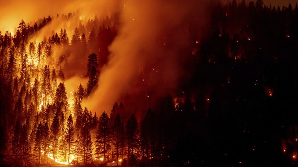 Hell brennender Wald