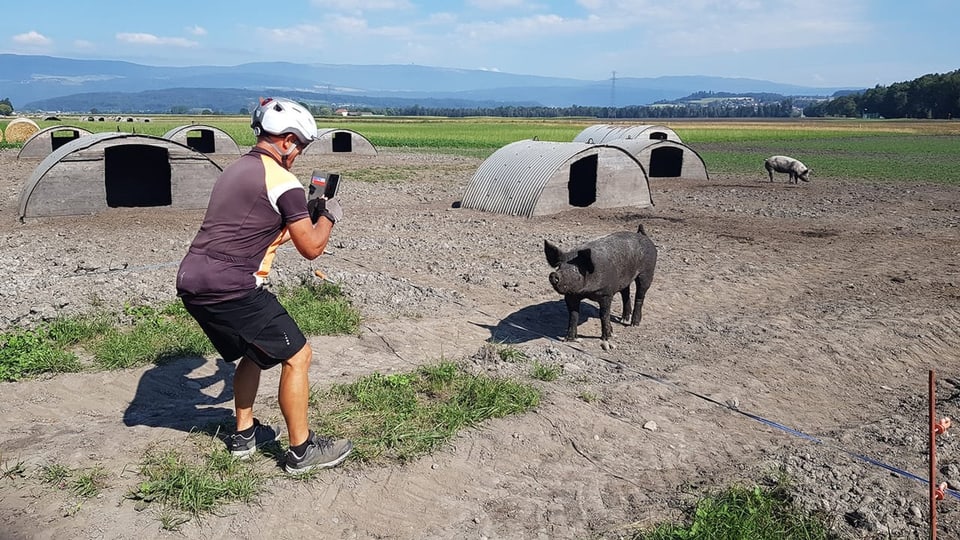 Eine Velofahrerin fotografiert ein Schwein.