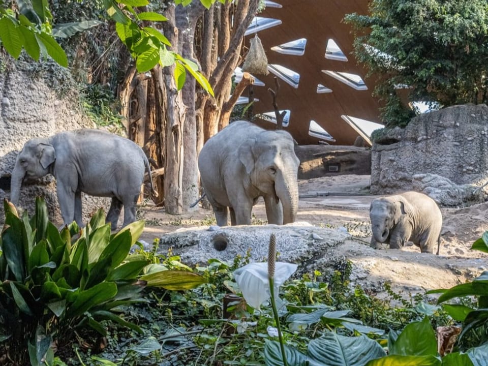 Elefantenherde im Zoo Zürich