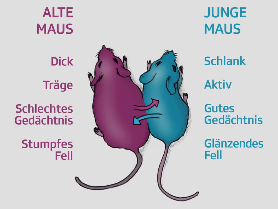 Illustration zweier Mäuse, deren Körper eng aneinander liegen.