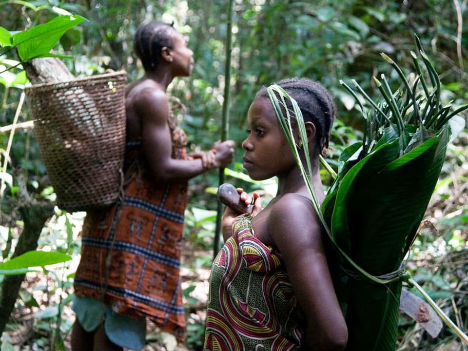 Zwei Baka-Frauen im Wald tragen in Blätter eingehüllte Pflanzen.