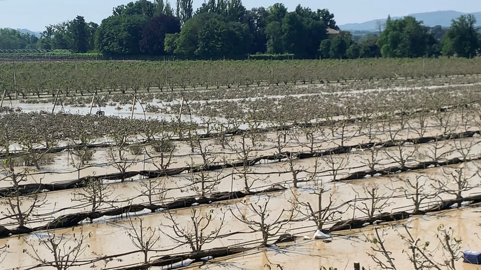 Pfirsichbäume bei Faenza stehen im Wasser.