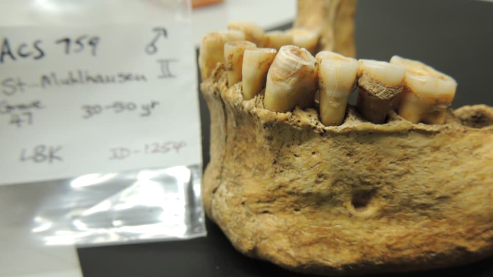 Prähistorischer Unterkiefer mit Zähnen