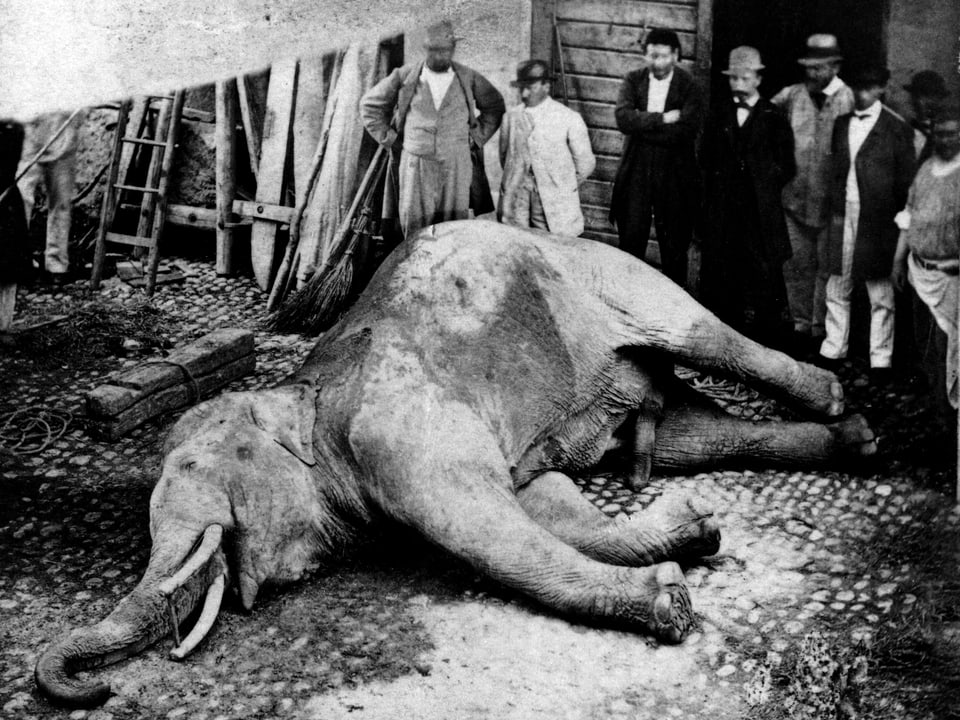 Alte Fotografie: Ein Elefant liegt am Boden, rundherum Menschen.