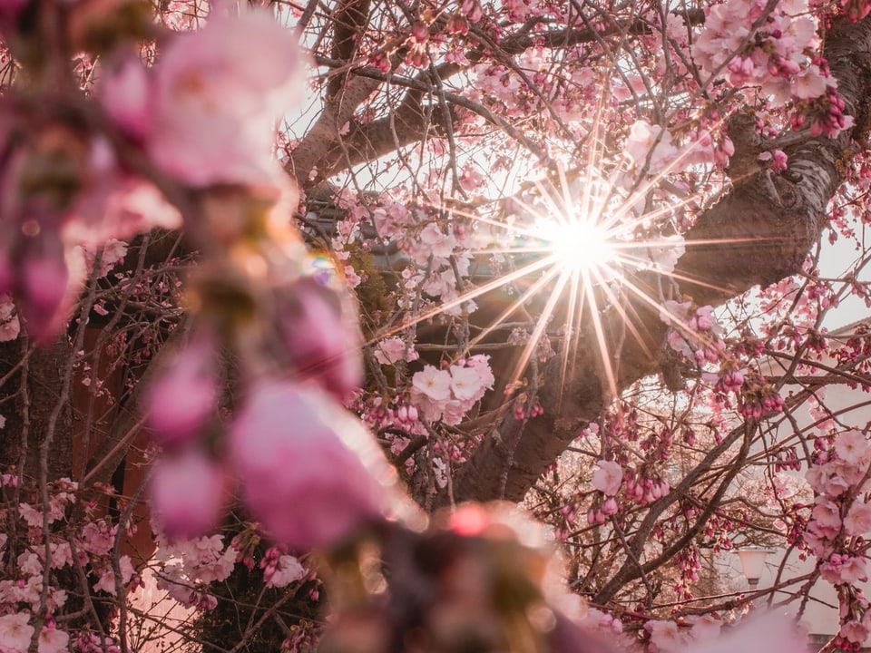 Kirschblüten im Sonnenlicht