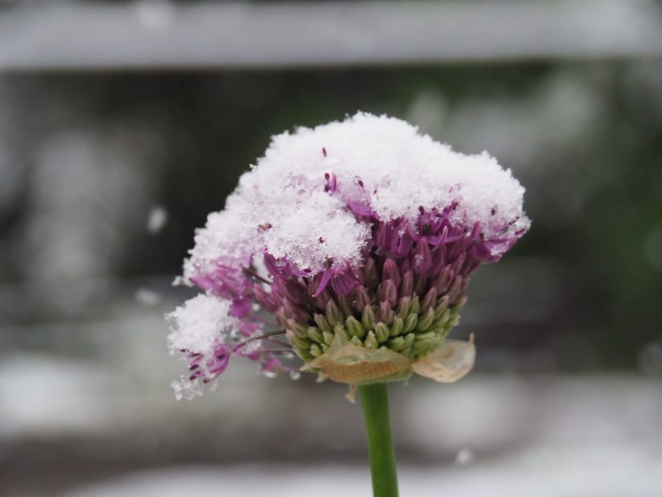 Schnee auf Blume