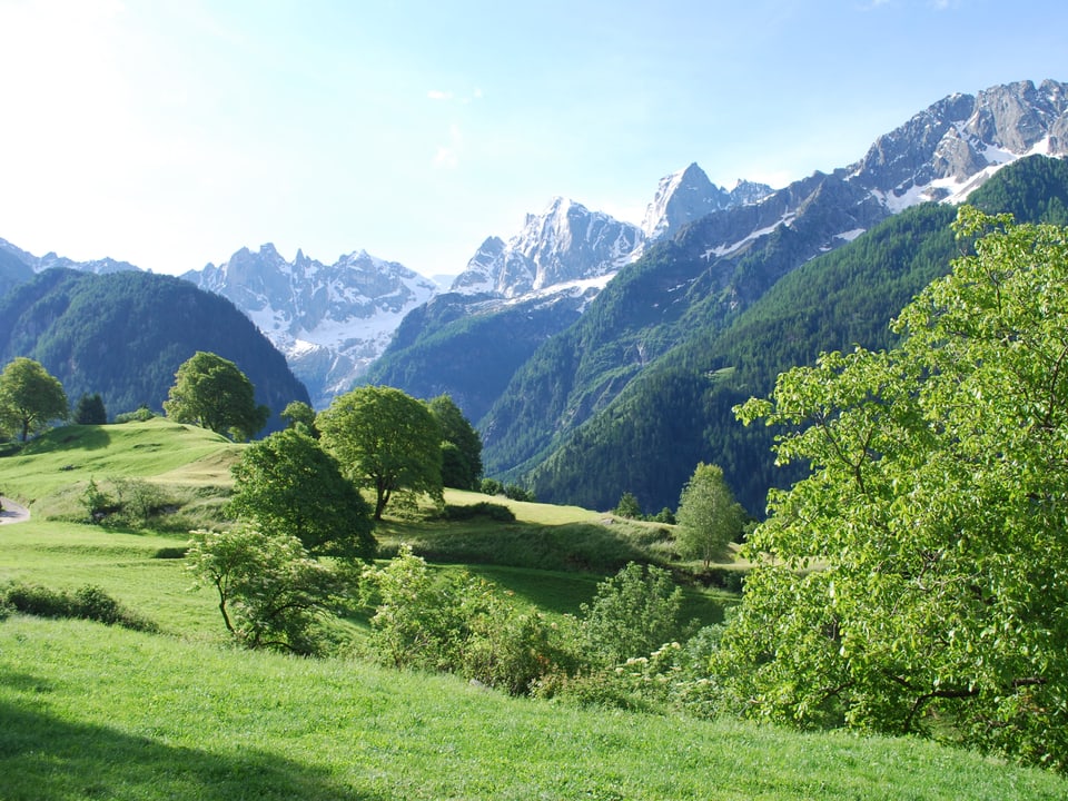 Im Hintergrund die Bondasca-Berggruppe mit dem Piz Badile, im Vordergrund grüne Wiesen und Bäume. 