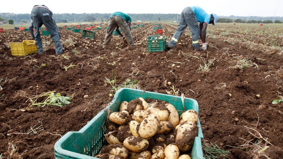 Ausländische Erntehelfer auf einem Kartoffelfeld.