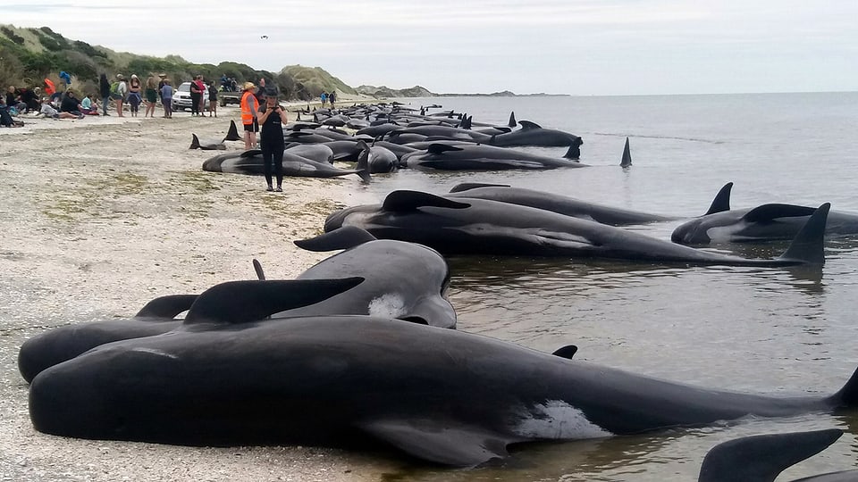 Wieder 200 Wale in Neuseelands Küste gestrandet
