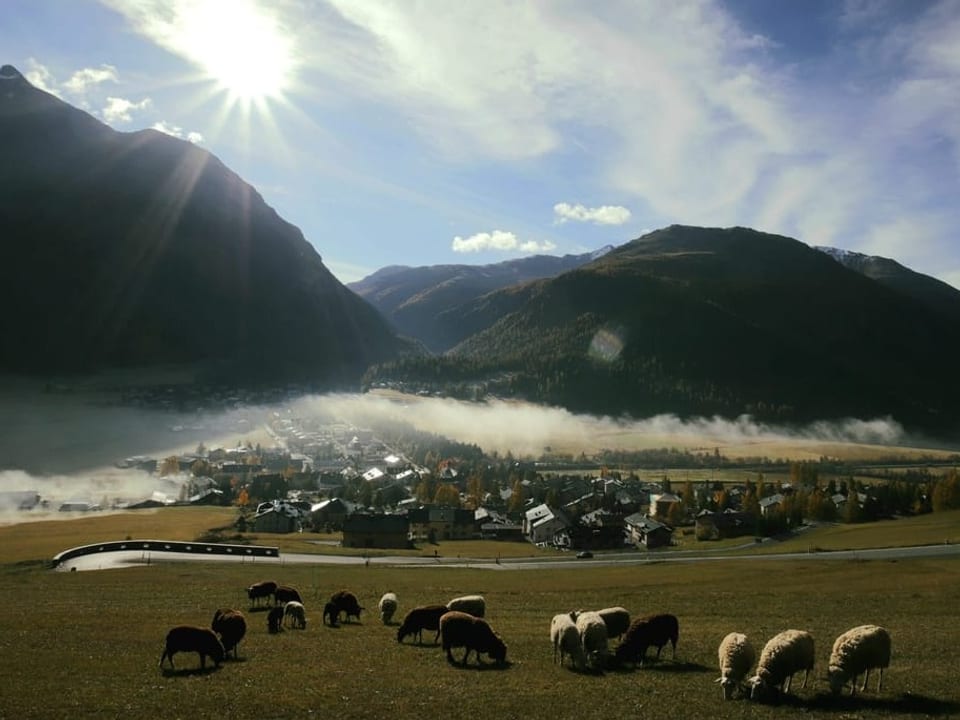 Schafe an der Sonne, dahinter Nebelfeld.