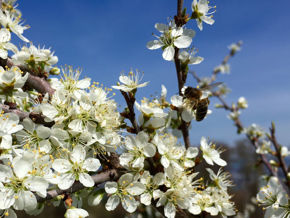 Baum mit vielen weissen Blüten vor blauem Himmel mit grosser Biene. 