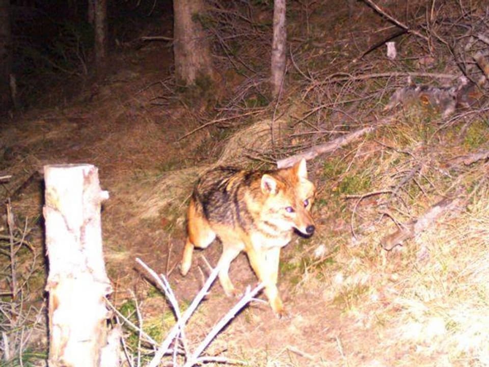 Eine Art Fuchs trottet durch den Wald