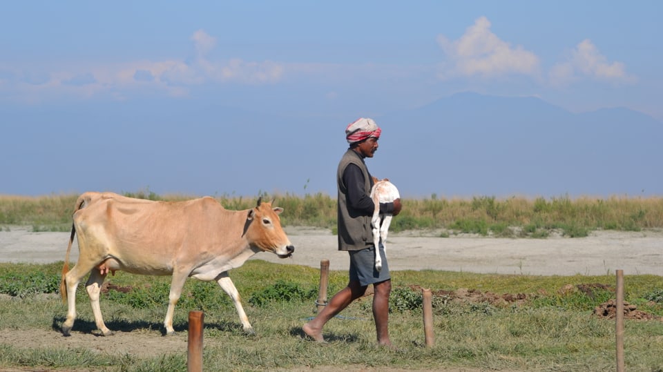 Rinderzüchter Oikay Kutum bringt ein neugeborenes Kalb in Sicherheit.
