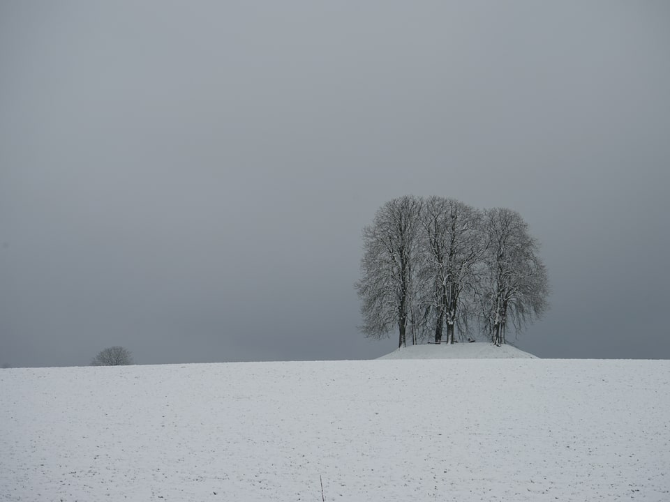 Einzelne Bäume im Schnee.