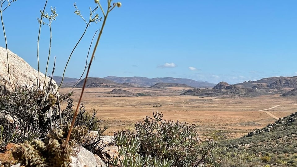 Panorama-Bild einer Wüste mit trockenen Pflanzen