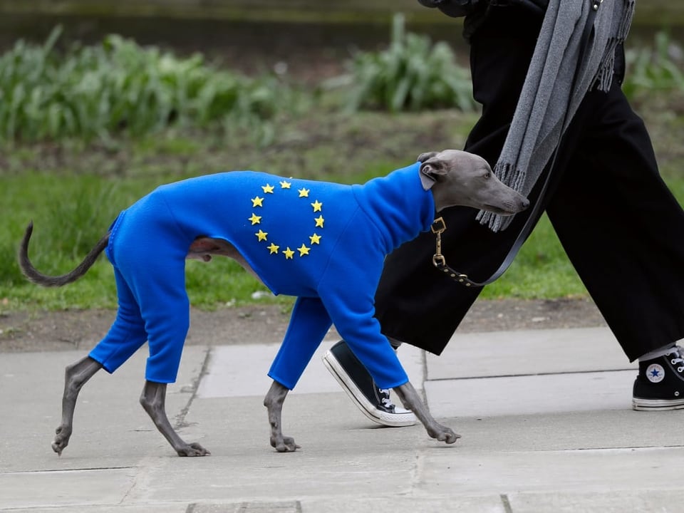 Hund mit EU-Pullover