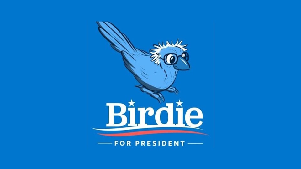 Ein Vögelchen das ein wenig aussieht wie Bernie Sanders.