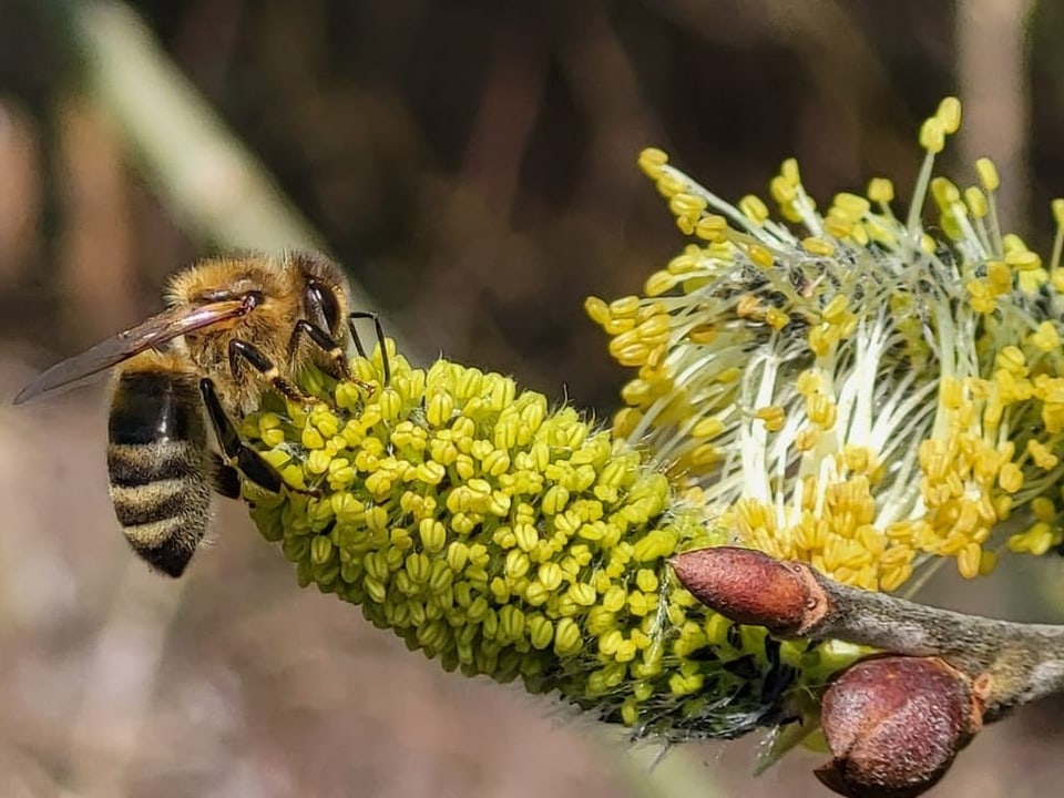 Die Bienen geniessen den warmen Frühlingstag