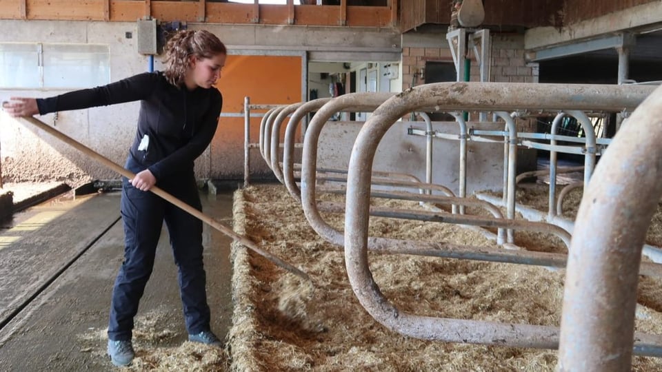 Junge Frau richtet im Stall das Heu in den Liegeboxen der Kühe