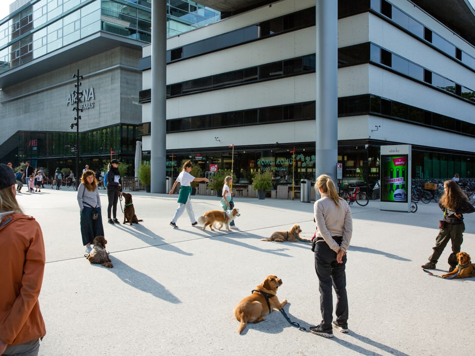 Szene aus der Hundeschule