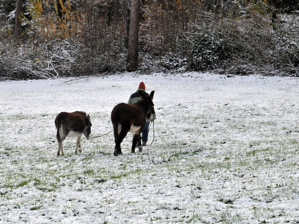 Mann mit Esel läuft über verschneite Wiese. 