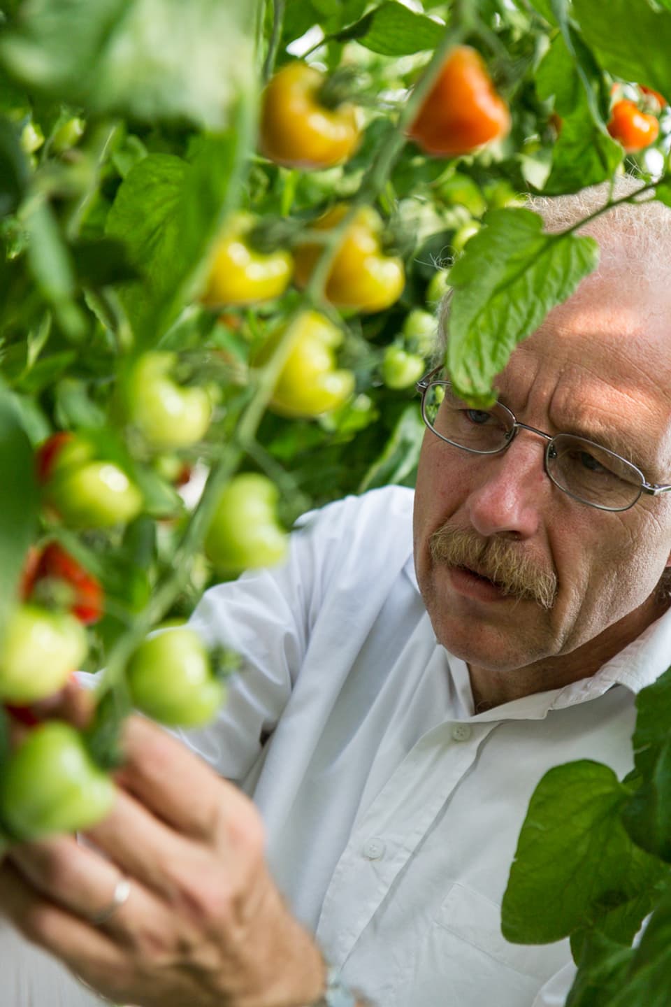 Ein Mann hinter einer Tomatenstaude schaut auf die Früchte.