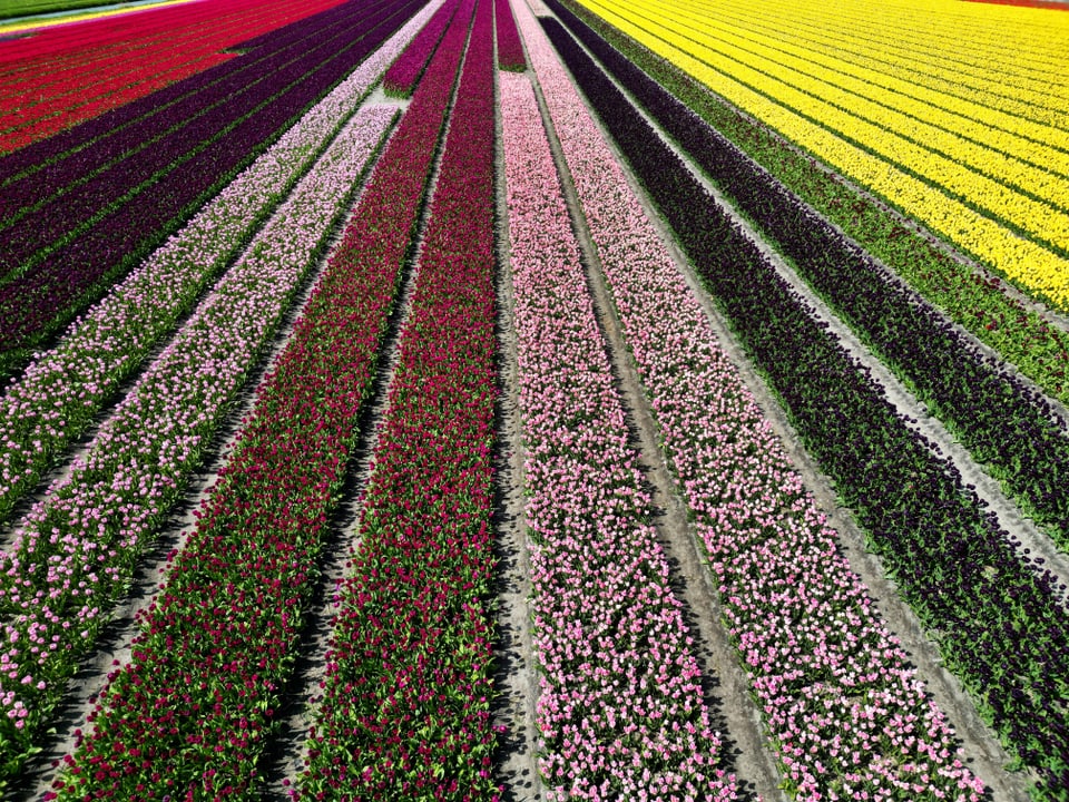 Ein farbiges Feld voller Blumen. 