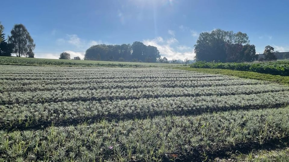 Safranfeld im Thurgau