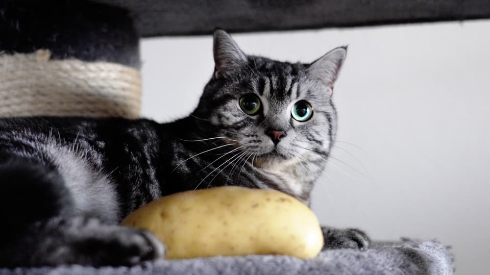 Das vegane Trockenfutter dieser Katze besteht unter anderem aus Kartoffelprotein und Mais.