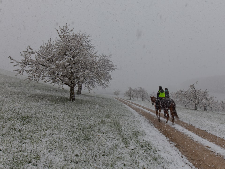 Zwei Pferde mit Reiter in einer verschneiten Landschaft.