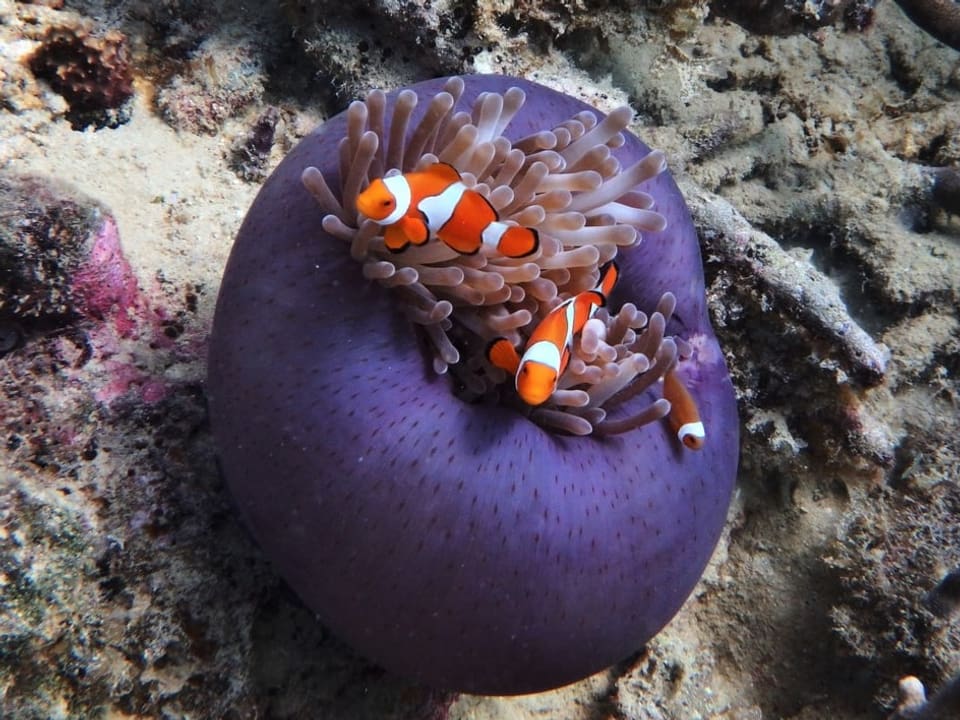 Three clownfish are hiding in an anemone.