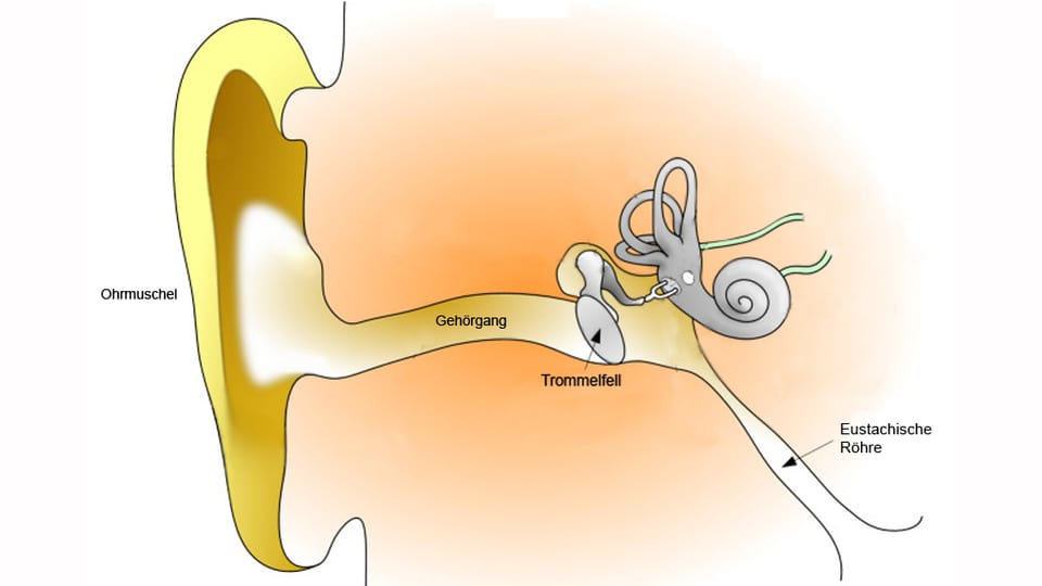 Grafische Darstellung des Innenohrs.