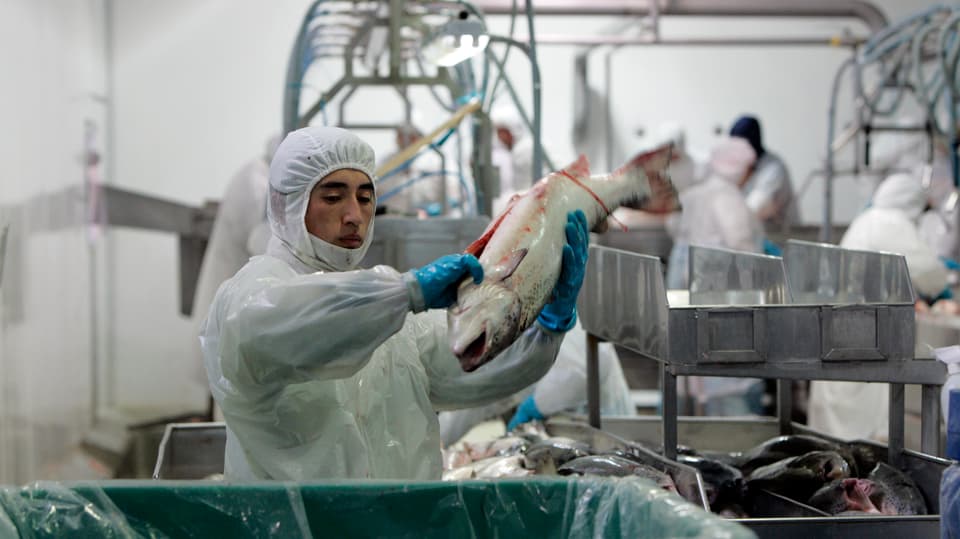 Mann entnimmt einem Lachs die Innereien